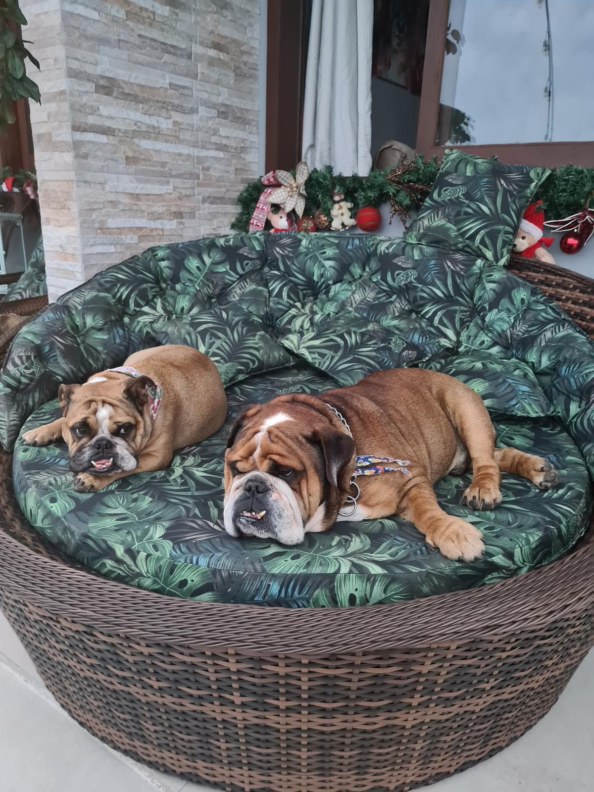 Pets são bem-vindos
