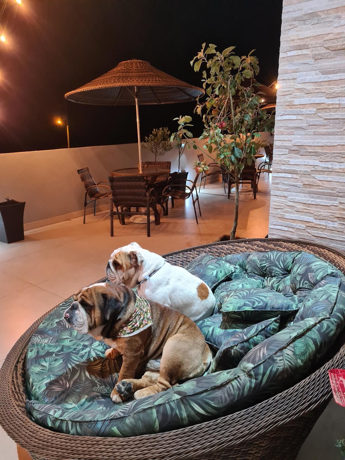 Pet friendly